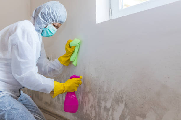 Best Environmental Consulting for Mold Prevention  in USA